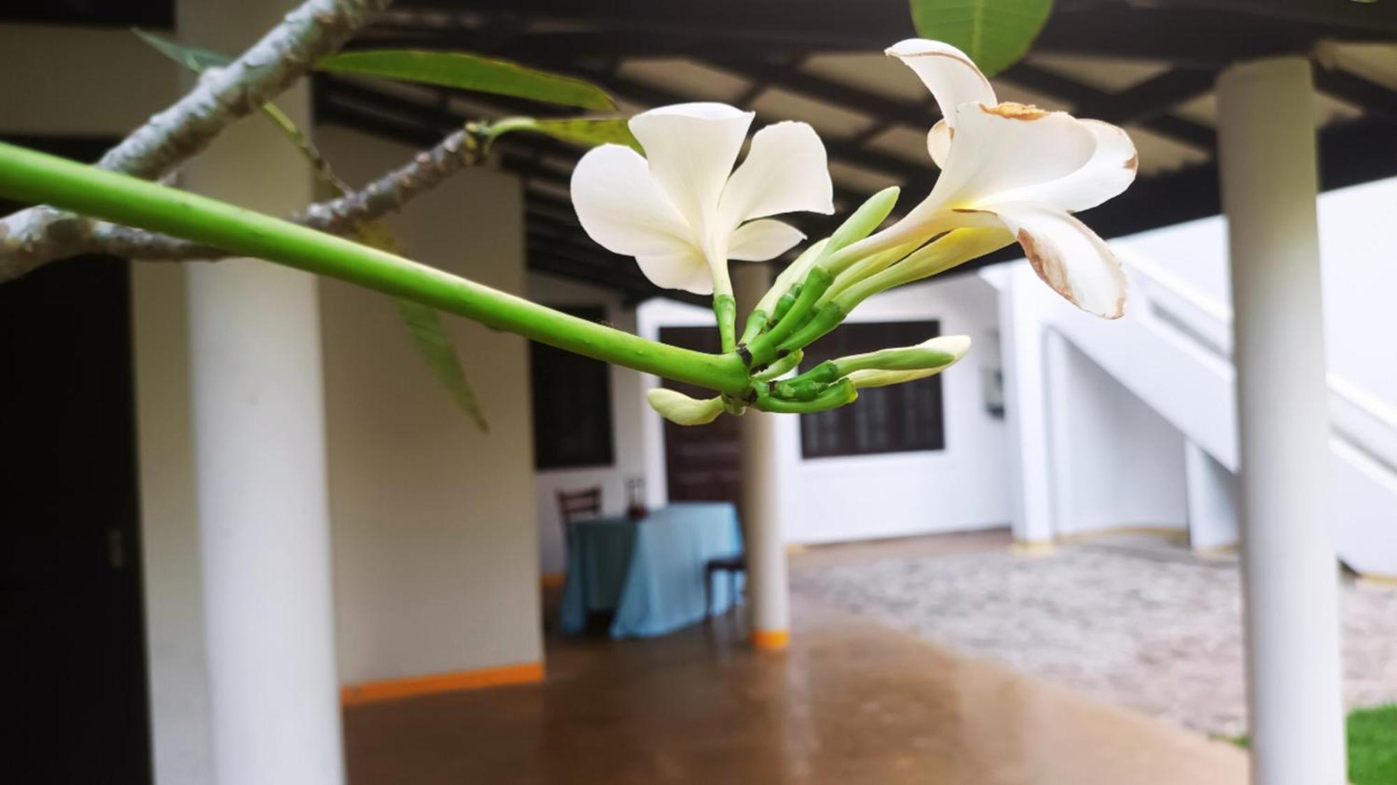 Greenery Lanka Villa Unawatuna Eksteriør billede